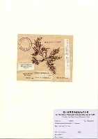 藏品(Gelidium versicolor (S.G. Gmelin) J.V. Lamouroux)的圖片